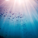 peces brillantes en agua cristalina